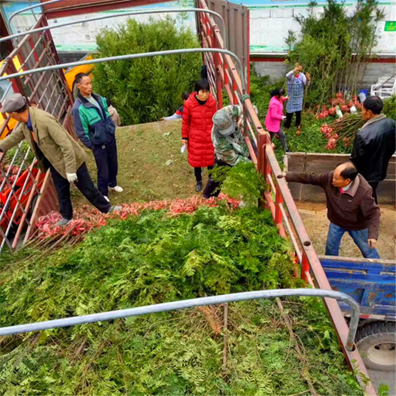 红豆杉南方红豆杉批发，三公分
