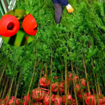 红豆杉南方红豆杉批发，三公分