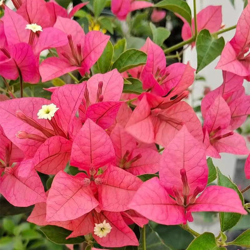 三角梅条子又名叶子花，三角梅批发