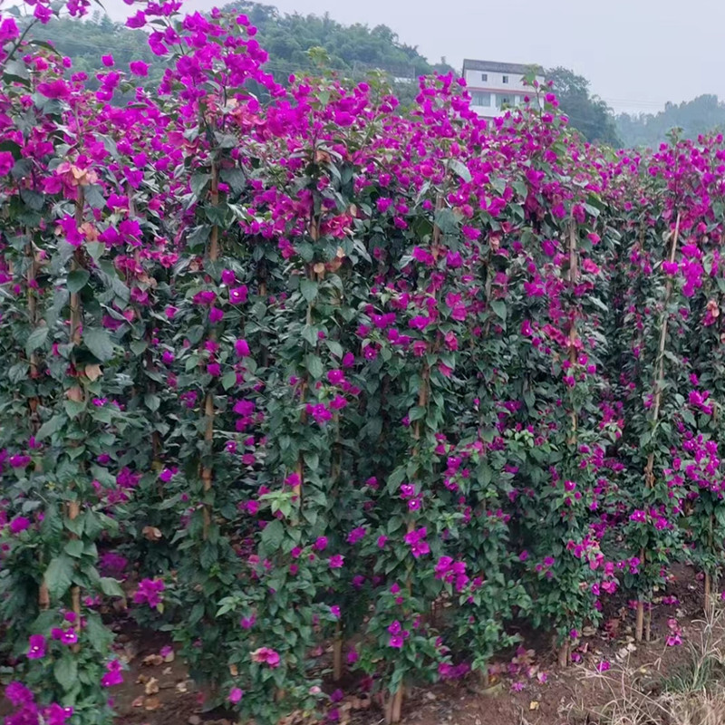 三角梅条子又名叶子花，三角梅批发