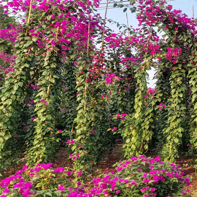 三角梅条子又名叶子花，三角梅批发