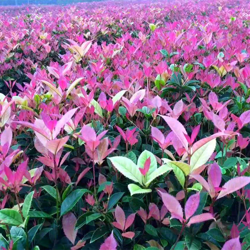 五彩桂花苗，西南绿化苗批发