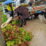 五彩桂花苗，西南绿化苗批发