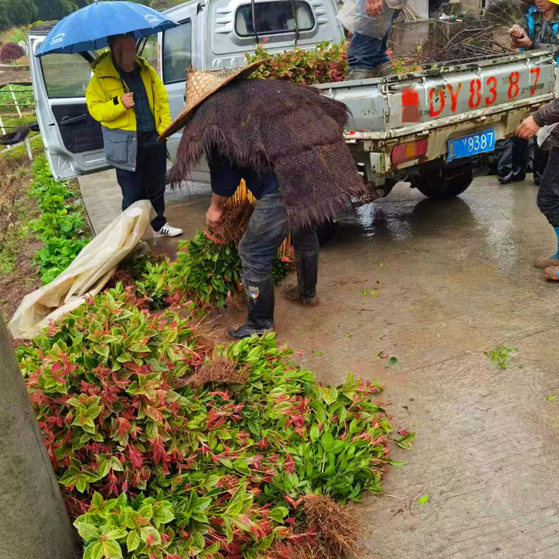 五彩桂花苗，西南绿化苗批发