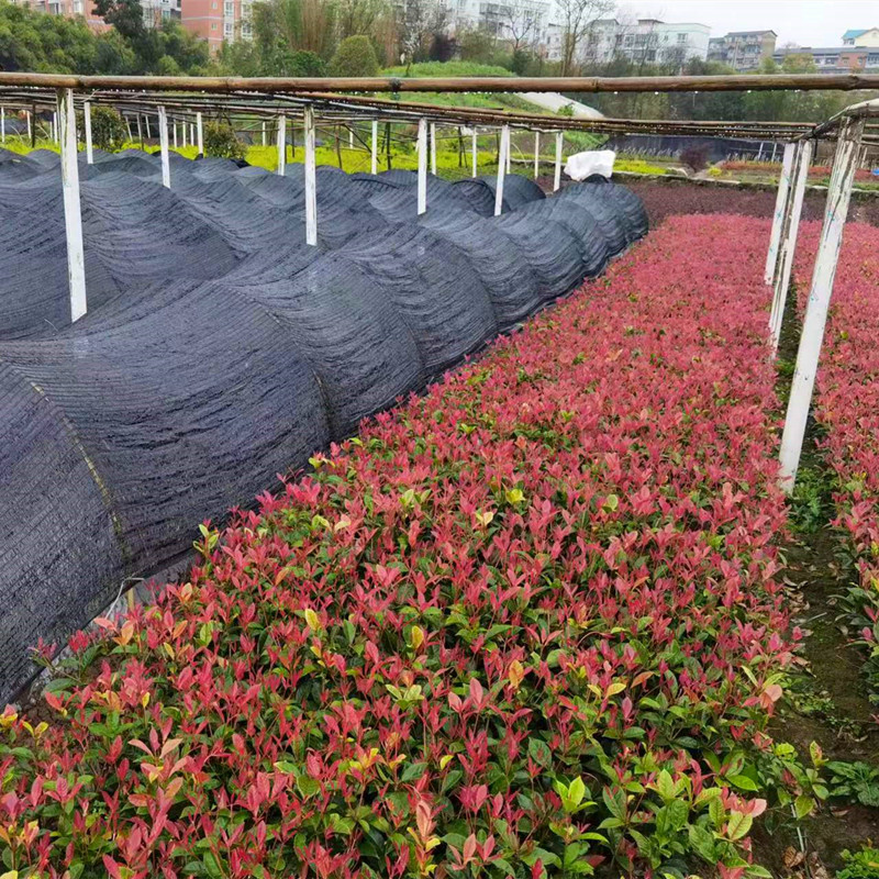 五彩桂花苗，西南绿化苗批发