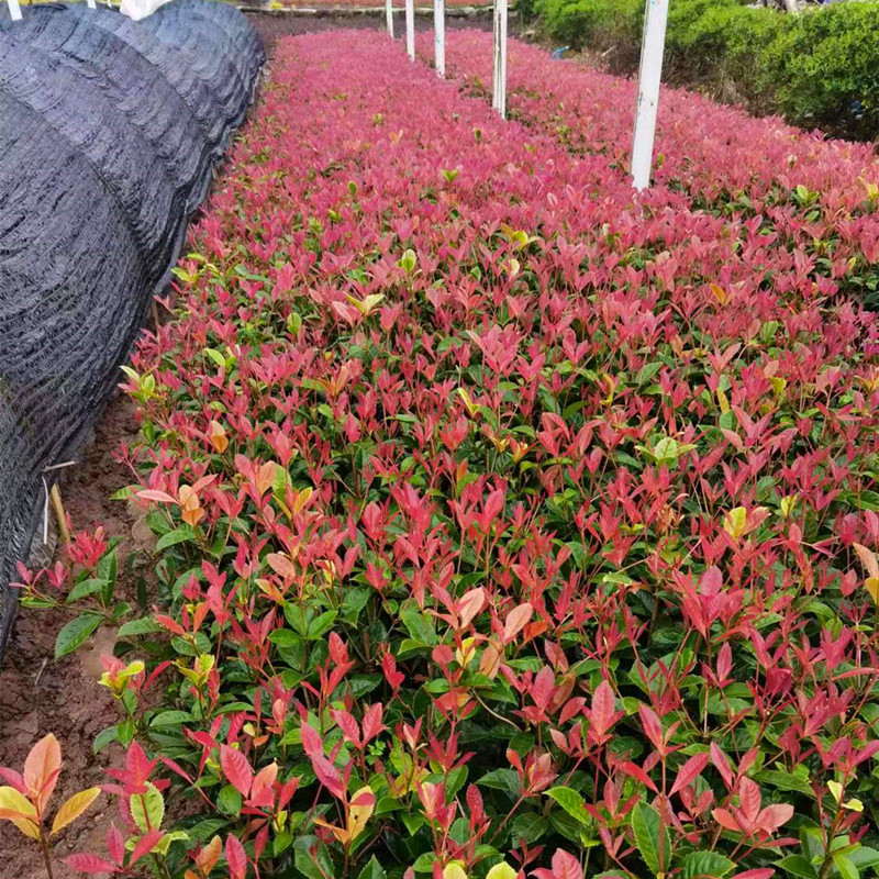 五彩桂花苗，西南绿化苗批发