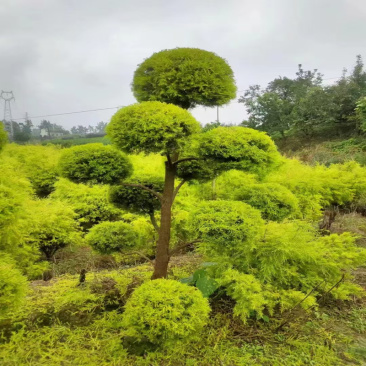 千层金黄金香柳批发