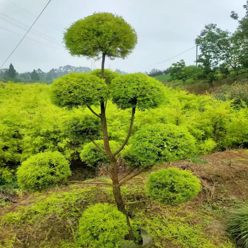 千层金黄金香柳批发