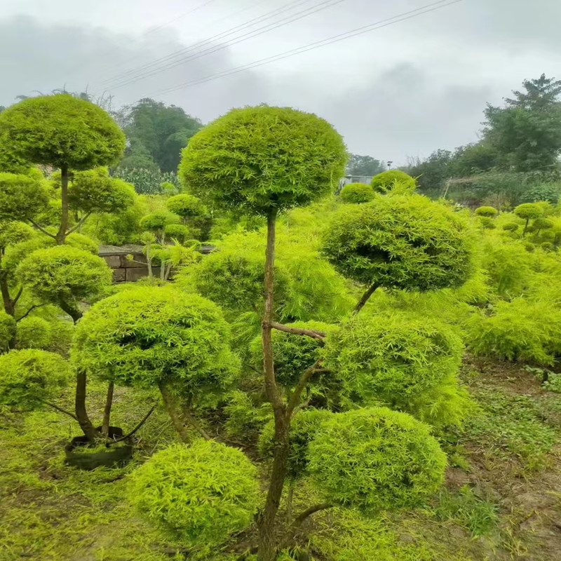 千层金黄金香柳批发