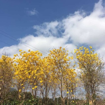 黄花风铃木