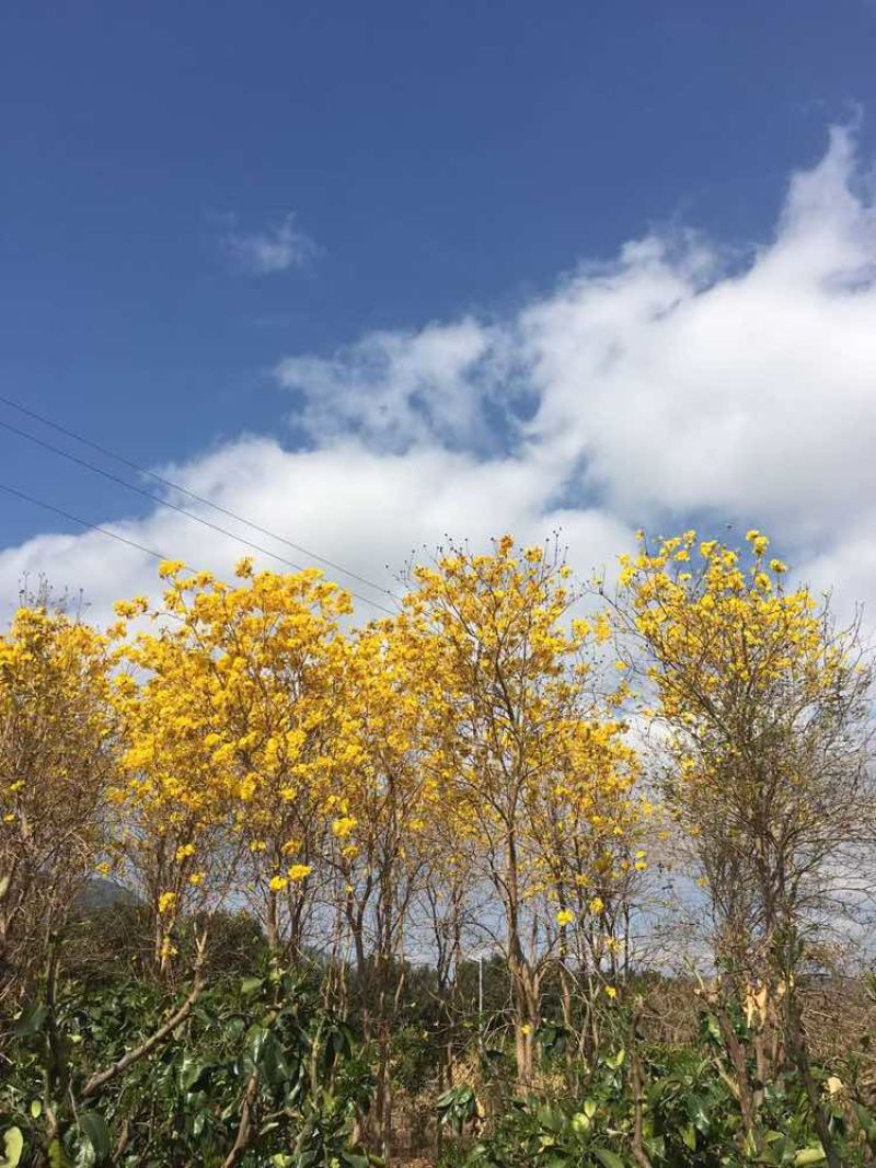 黄花风铃木