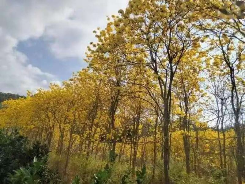 黄花风铃木