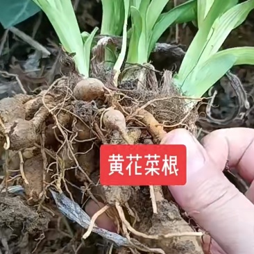 黄花菜根，有十五亩
