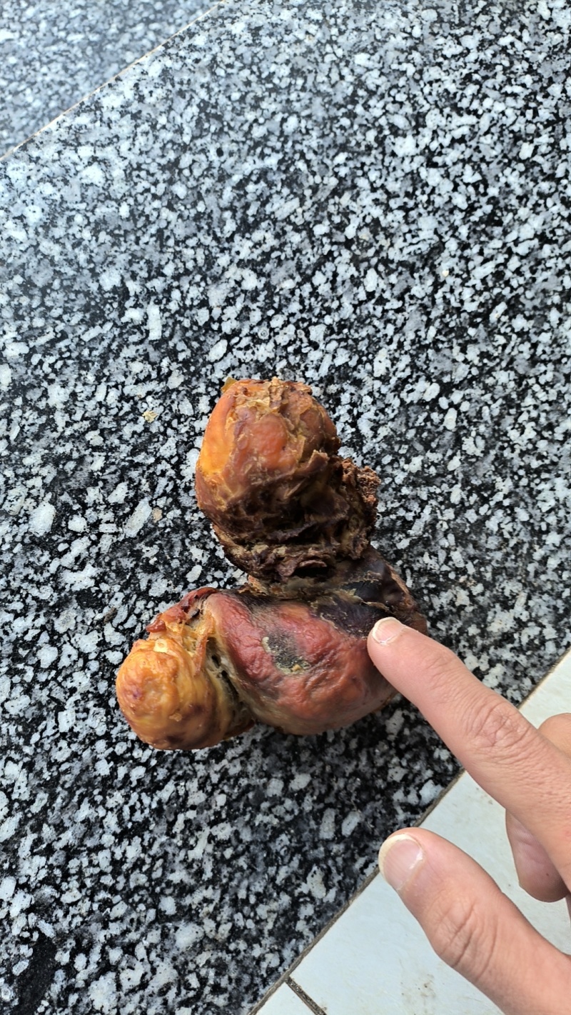 鸡宝半年风干