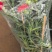 大康乃馨高度60厘米