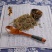垂盆草野生正品无硫，保证质量，量大从优