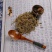 垂盆草野生正品无硫，保证质量，量大从优
