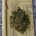 天然紫花地丁中药材，正品无硫，质量保证，量大从优