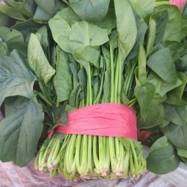 菠菜