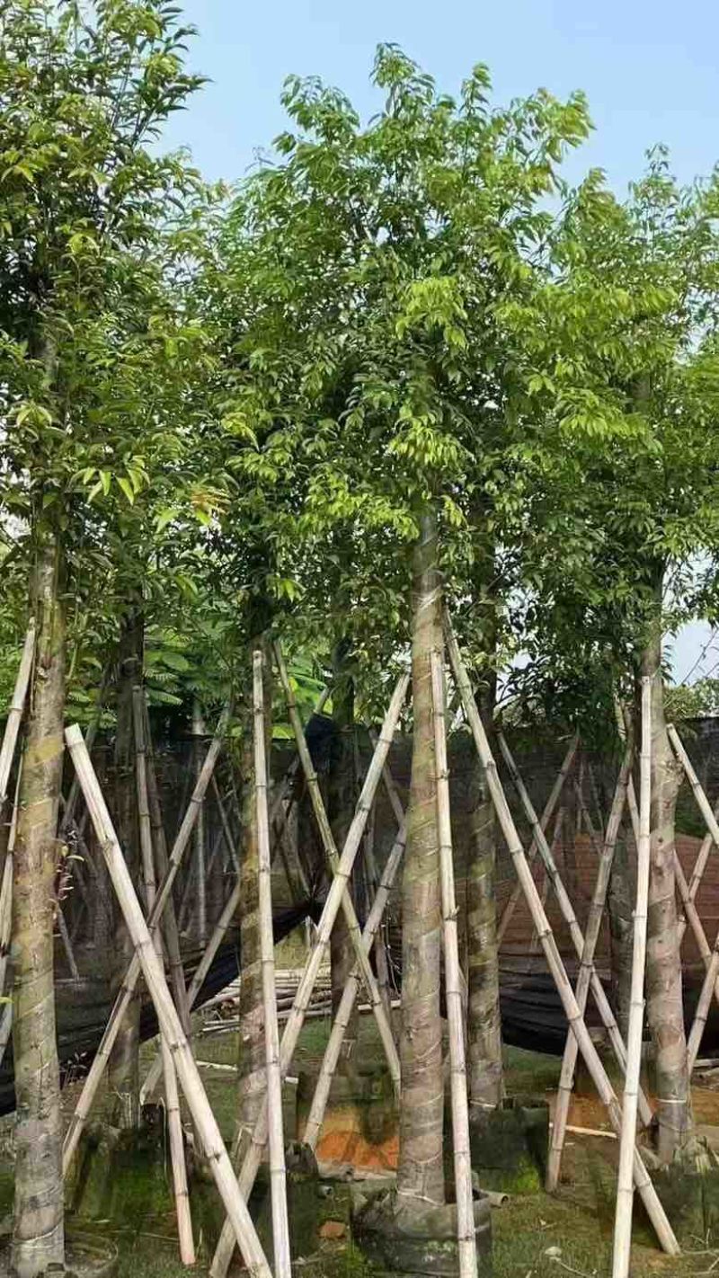 阴香1-18分，各种规格，大量低价出售