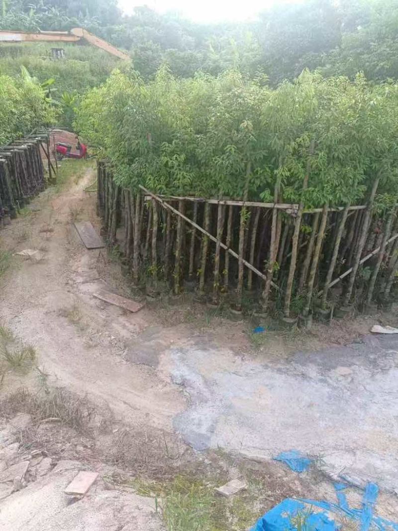 阴香1-18分，各种规格，大量低价出售