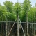 阴香1-18分，各种规格，大量低价出售