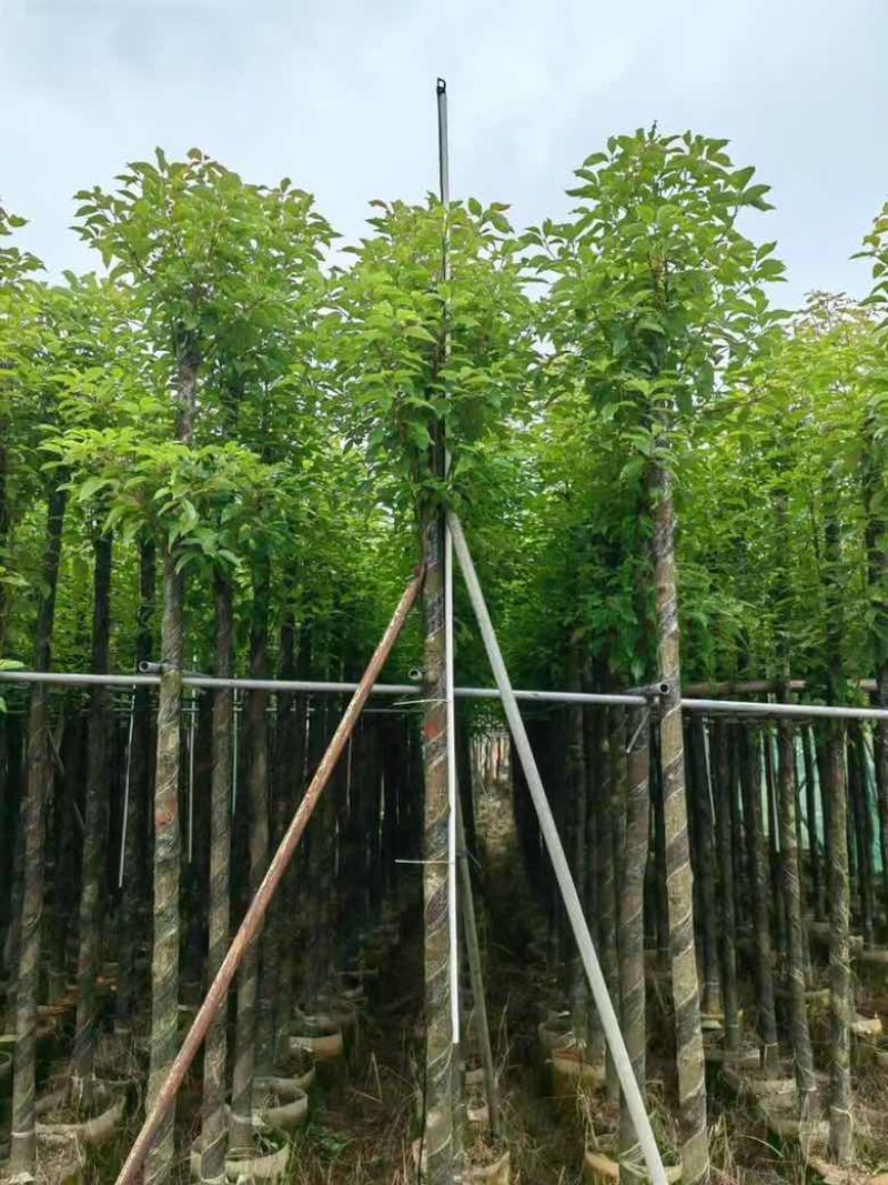 阴香1-18分，各种规格，大量低价出售