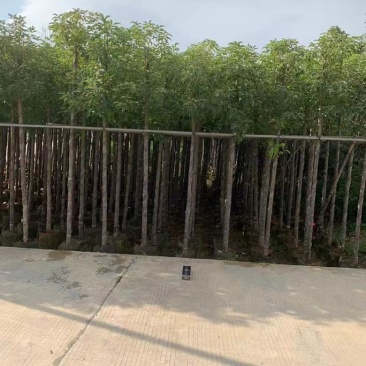 阴香1-18分，各种规格，大量低价出售