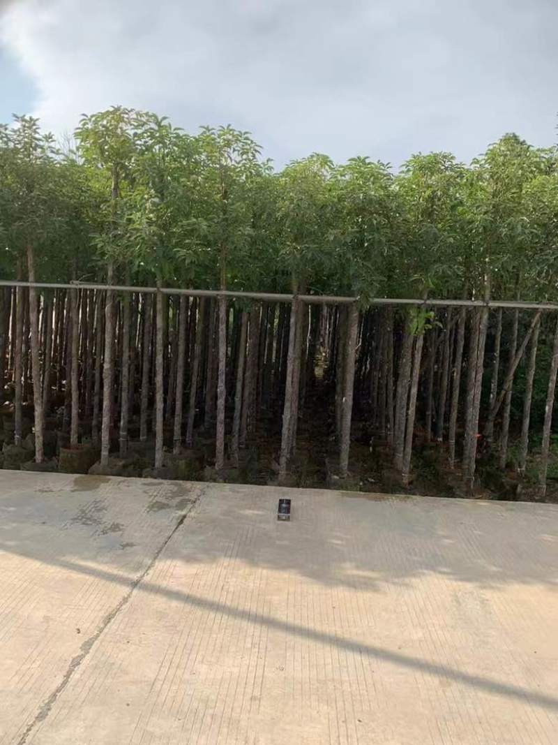 阴香1-18分，各种规格，大量低价出售