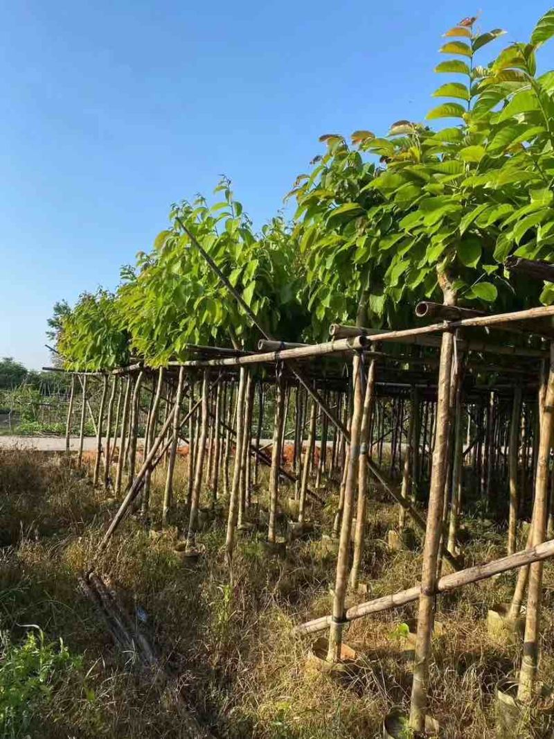 大叶紫薇2-18分，大量低价出售
