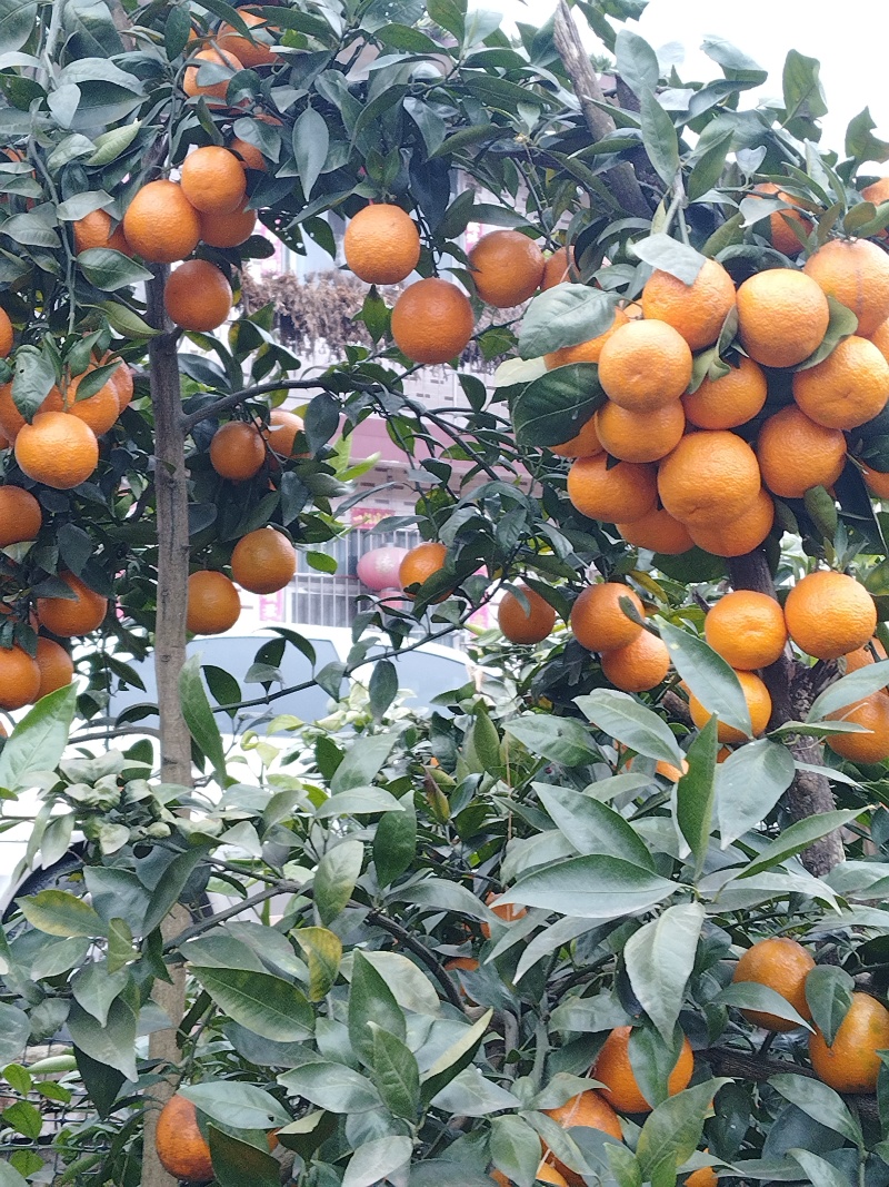 黄果柑