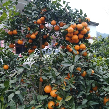 黄果柑