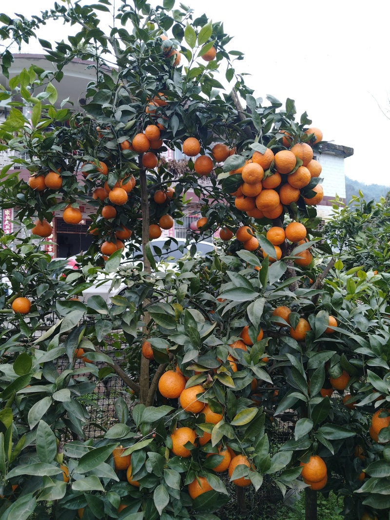 黄果柑