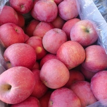 红富士一等果