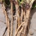 野菠菜根