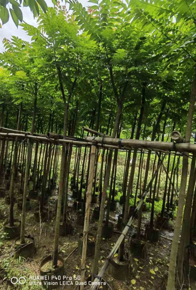 麻楝1-20分，各种规格，大量低价出售