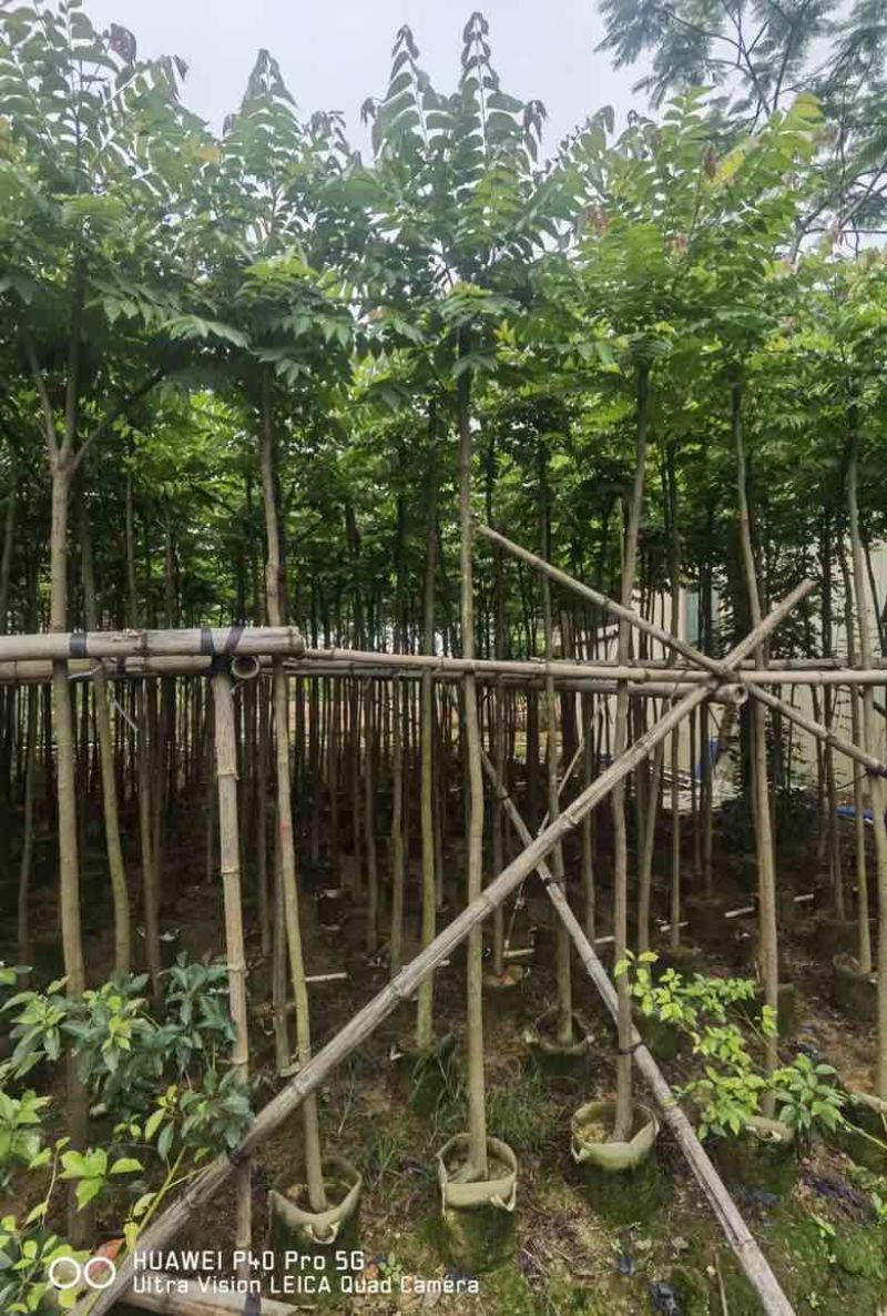 麻楝1-20分，各种规格，大量低价出售