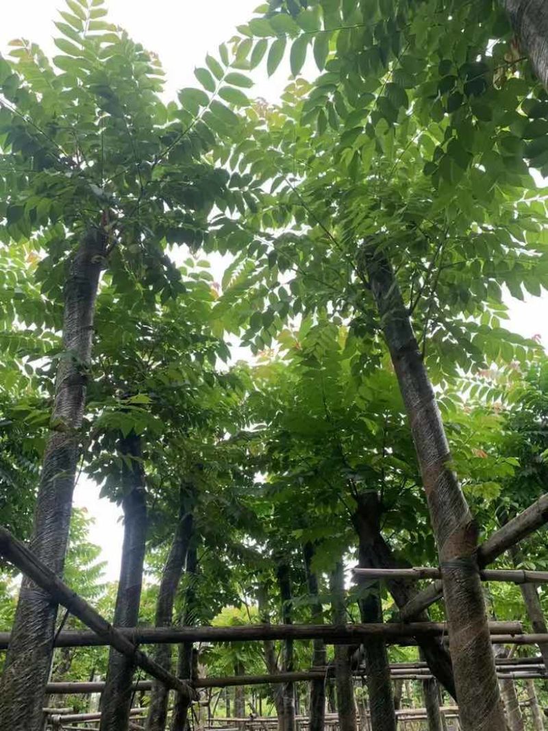 麻楝1-20分，各种规格，大量低价出售