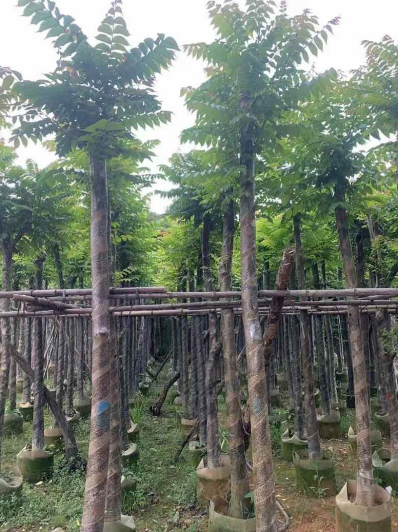 麻楝1-20分，各种规格，大量低价出售