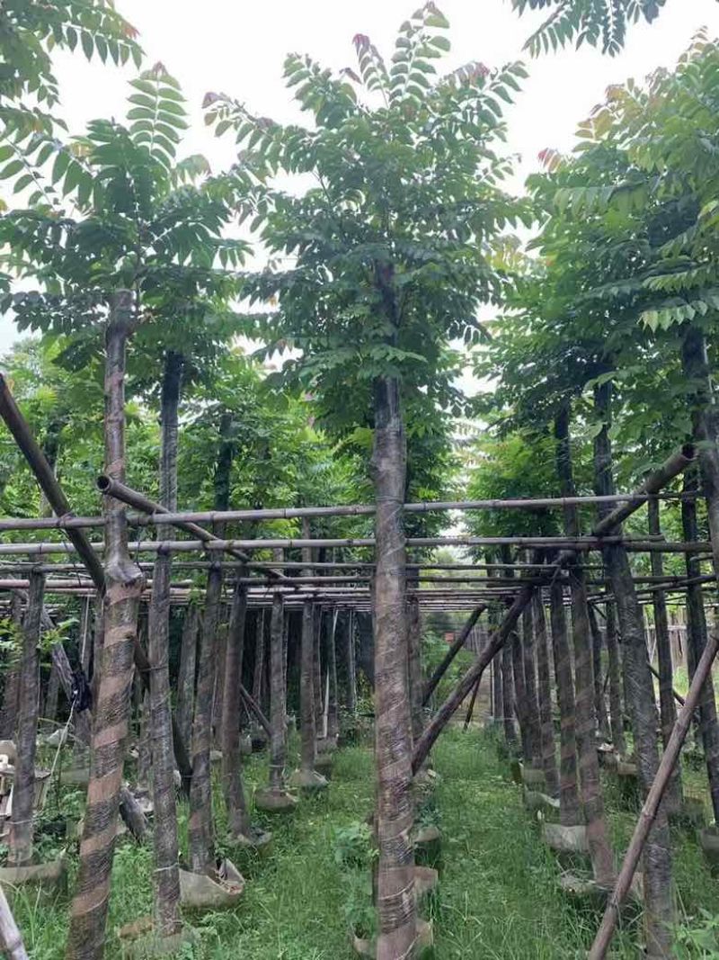 麻楝1-20分，各种规格，大量低价出售