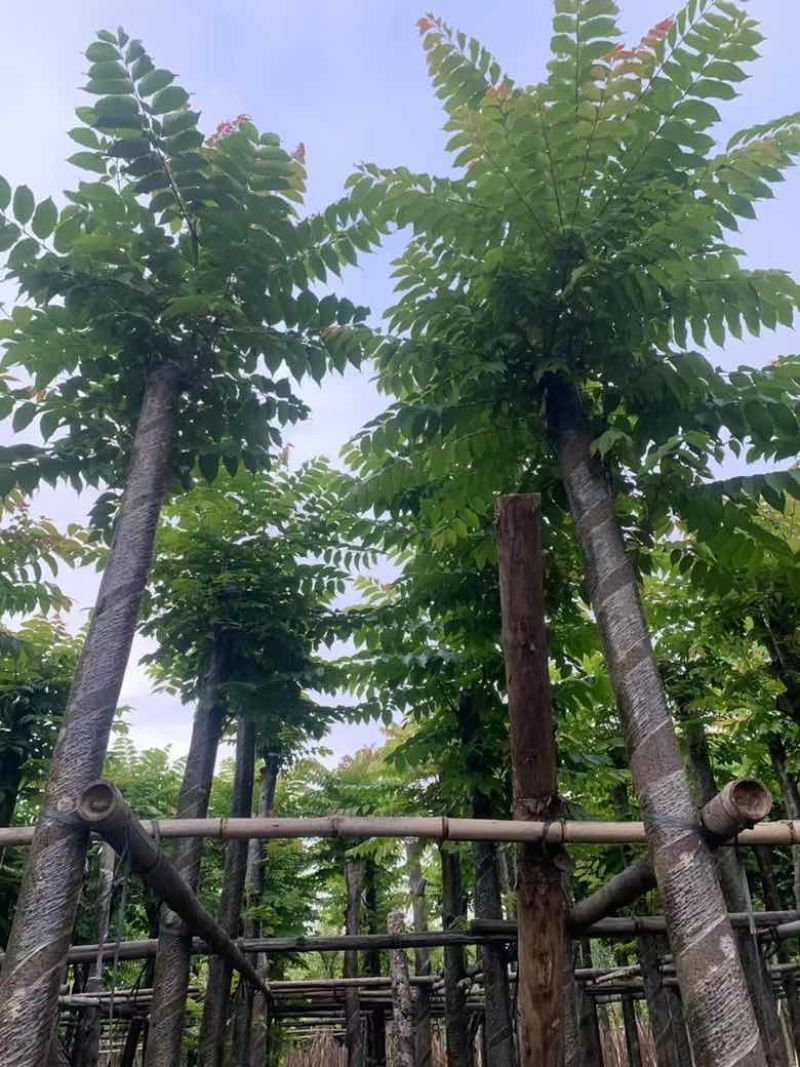 麻楝1-20分，各种规格，大量低价出售