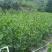 马占相思80-200，各种规格，大量低价出售