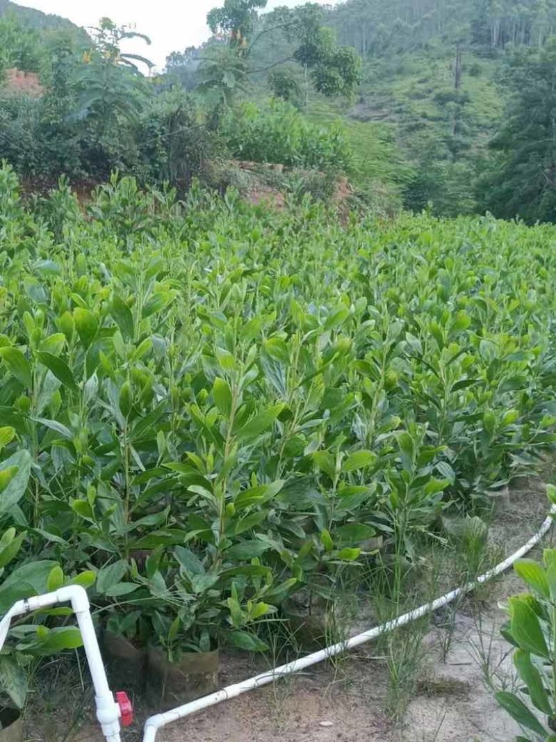 马占相思80-200，各种规格，大量低价出售