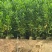 马占相思80-200，各种规格，大量低价出售