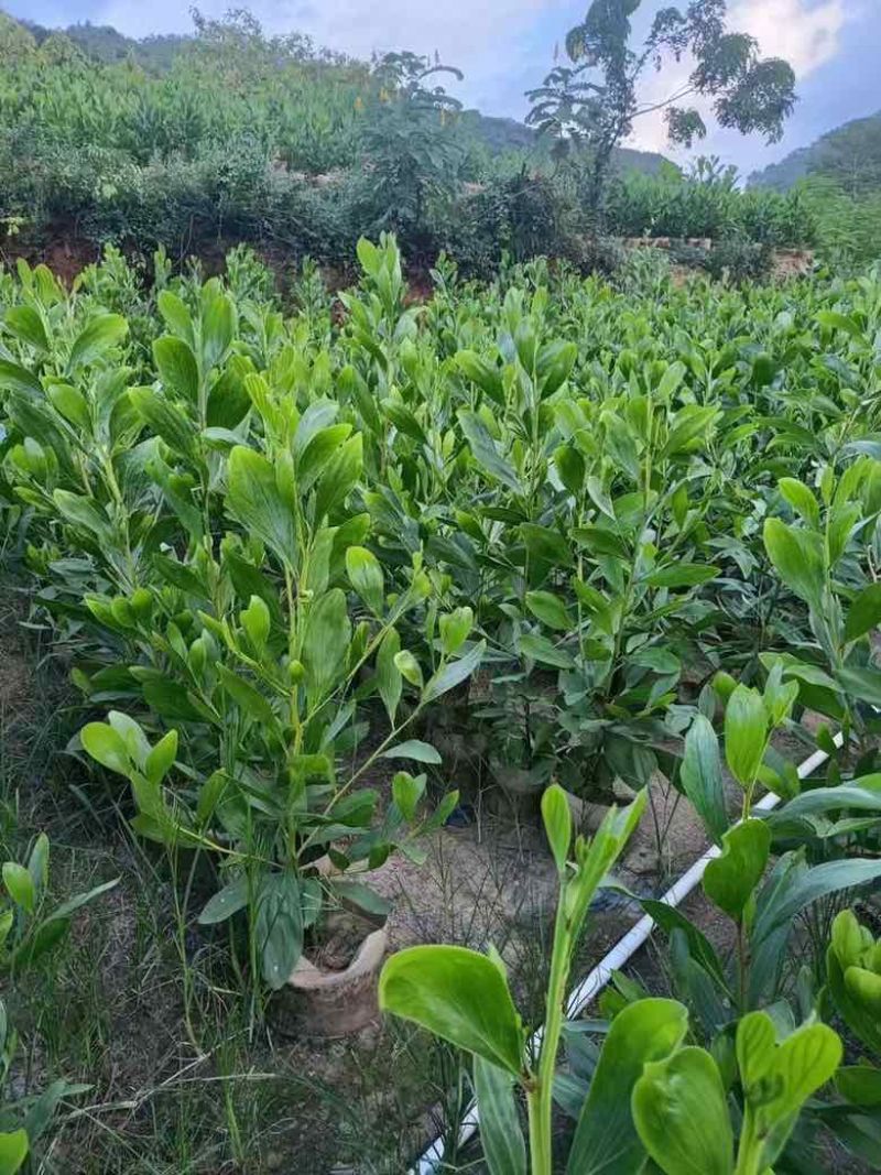 马占相思80-200，各种规格，大量低价出售