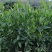 马占相思80-200，各种规格，大量低价出售