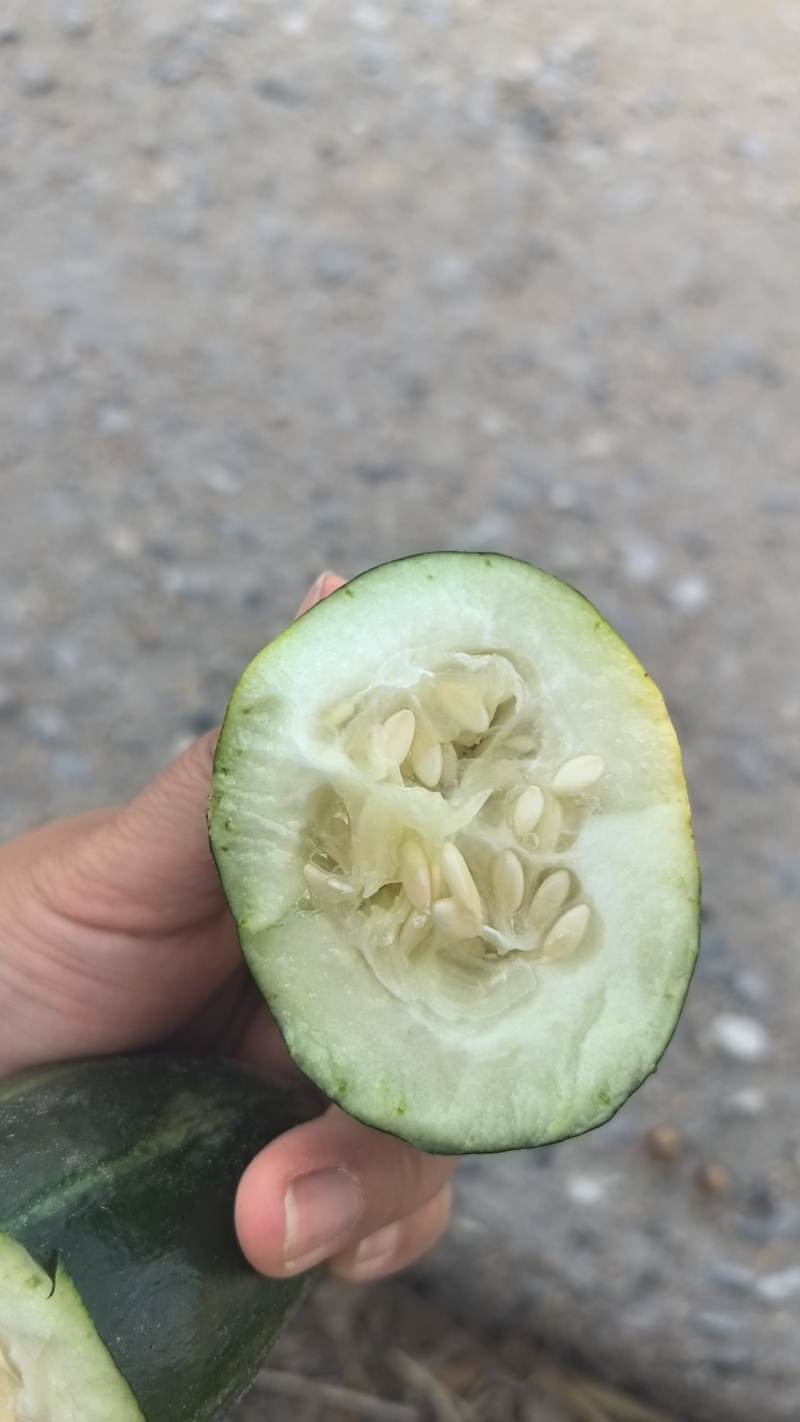 脆瓜，不甜，可根据老板要求包装