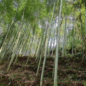 楠竹