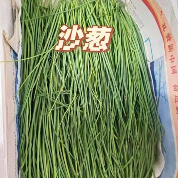 沙葱
