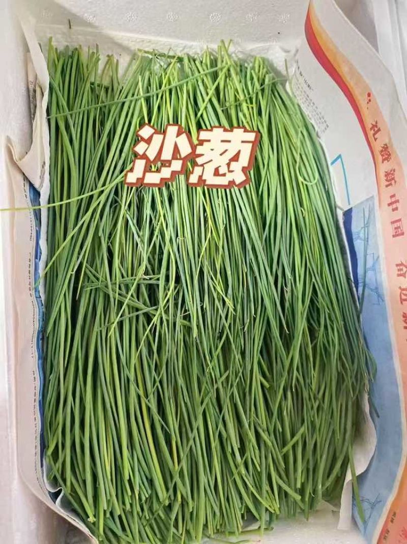 沙葱